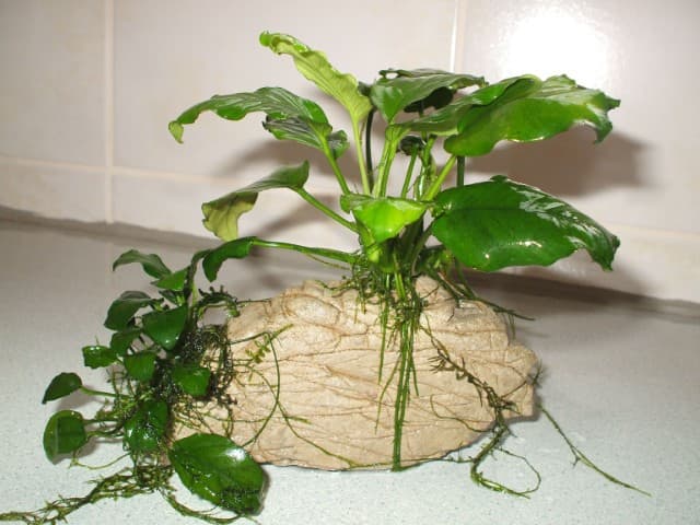 Anubias on rock