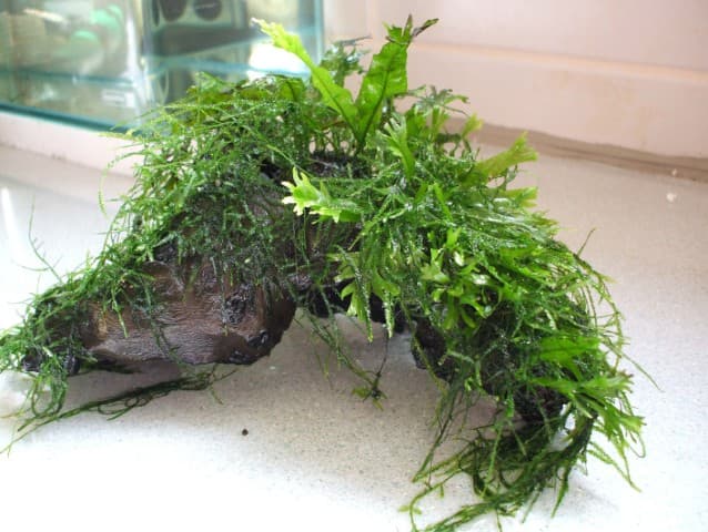 Windelov Java fern and moss on mopani wood