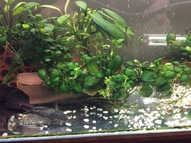 Aquarium plants in a tank