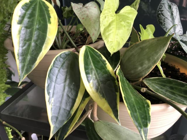 Hoya Macrophylla Albomarginata